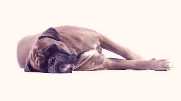 Hypothyroidism Symptoms in Dogs