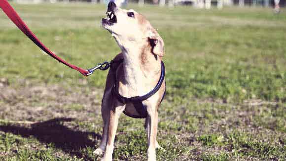 teaching a dog to speak