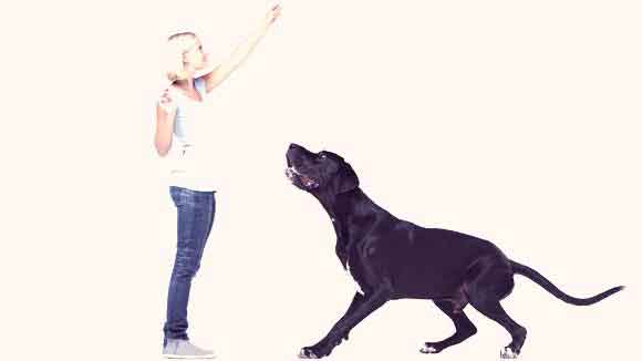 how to teach a dog to jump how to teach a dog to jump