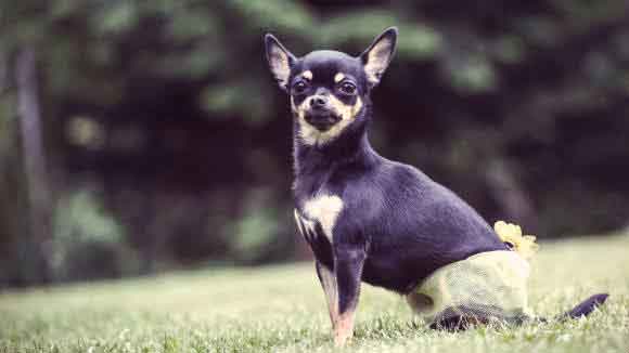 What Are Some Teacup Breeds of Dogs?