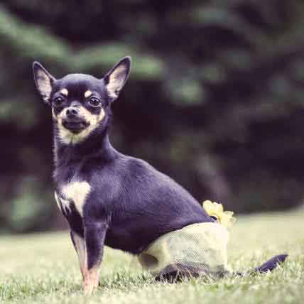 Facts About Teacup Dog Breeds Prospective Buyers Should Know - PetHelpful