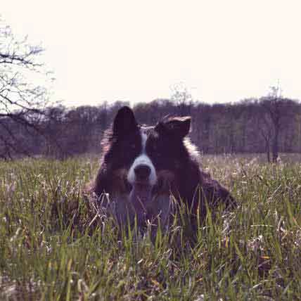 What Temperature Do Fleas Flourish In? 