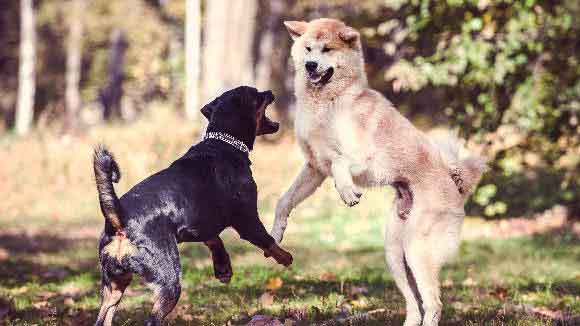 two large dogs fighting in a park