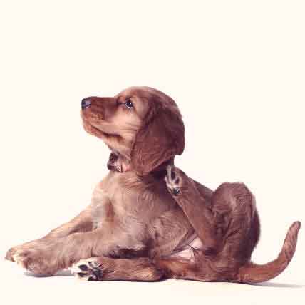 The Top 8 Causes Of Dog Skin Allergies Petcarerx