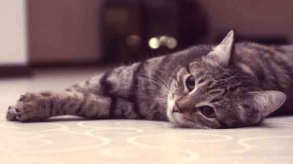 How Do Cats Die From Hyperthyroidism toxoplasmosis