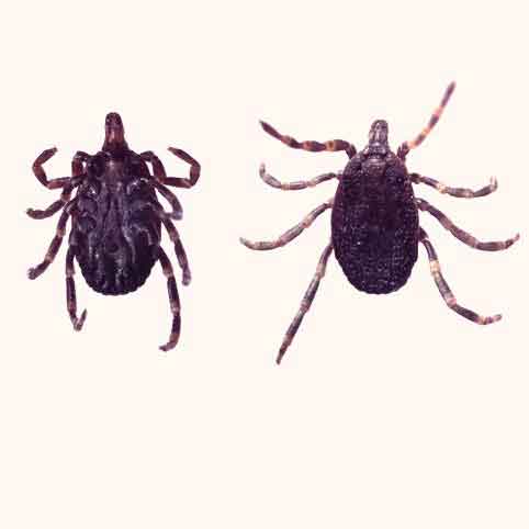 small ticks