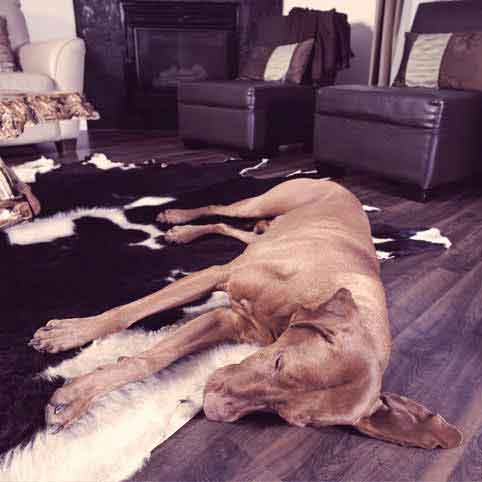 5 Tips for Dog Safety Around the Home