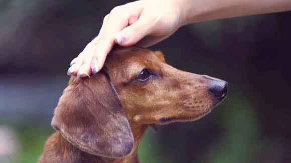 The Top 10 Dog Training Tips