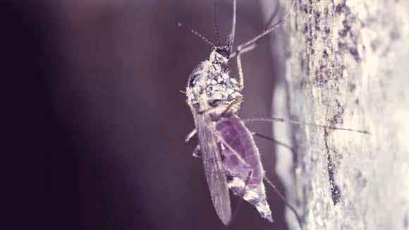 Top Mosquito Diseases
