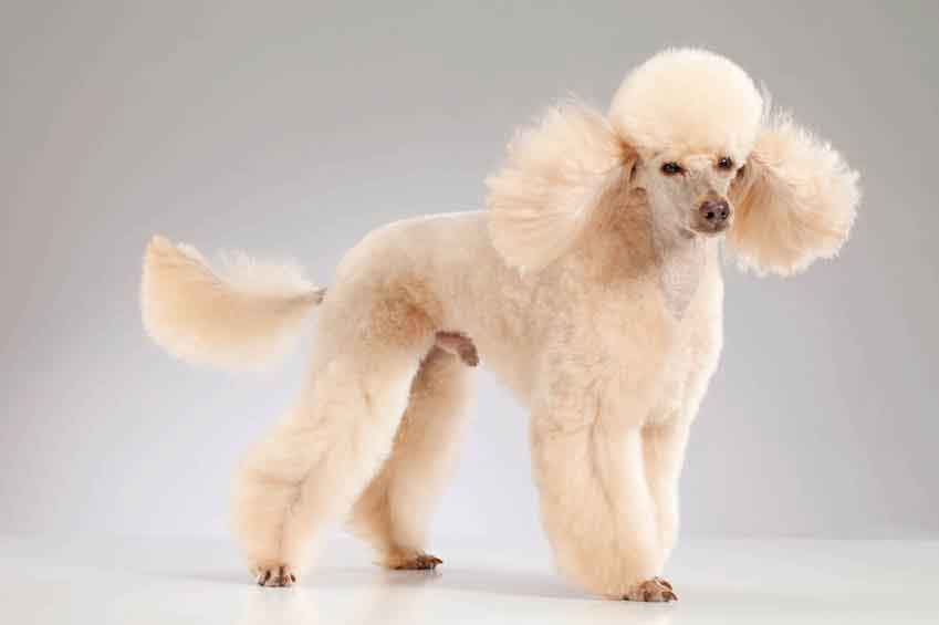 town and country cut poodle