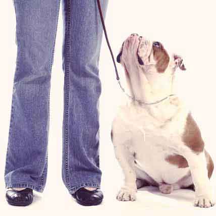 Image for How to Train Your Dog to Watch You