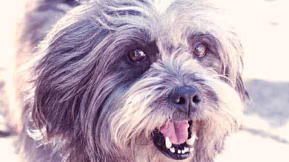 How to Train Lhasa Apso Dogs