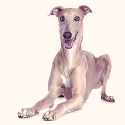 what is the best natural greyhound chewable food