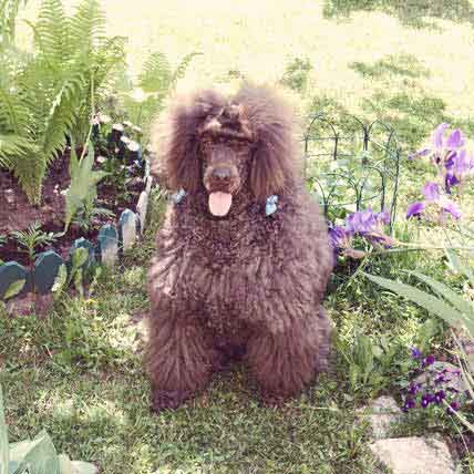 are poodles needy dogs more than average