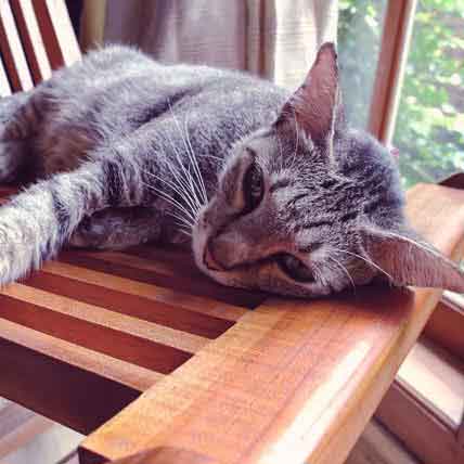 caring for a cat with feline leukemia