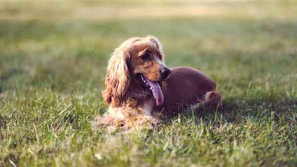 tick powder for yard