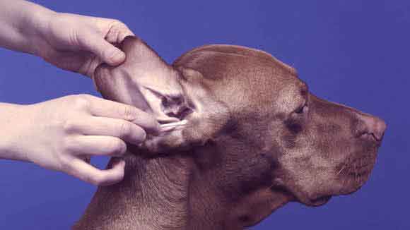 Dog ear hotsell infection remedy