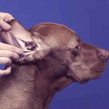 Antibiotics for best sale dogs ears