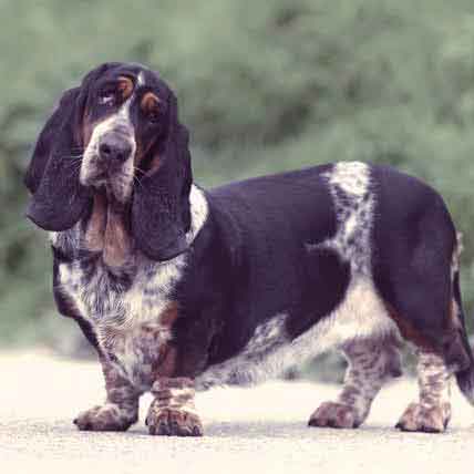 Treating Your Dog's Cataracts