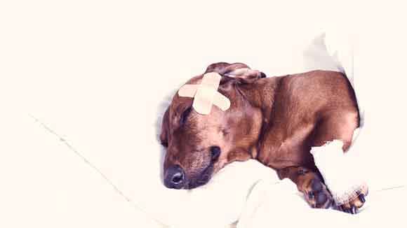 Pet First Aid: How to Treat Dog Wounds