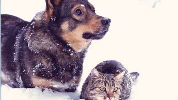 Treating Gastritis in Dogs and Cats