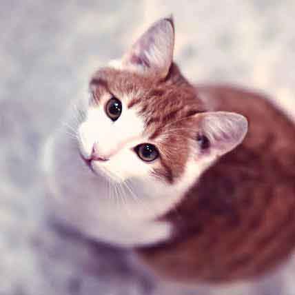 Methimazole - Treating Cat Hyperthyroidism &amp; Graves’ Disease