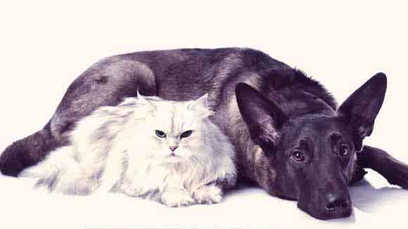 can toxoplasmosis be cured in dogs