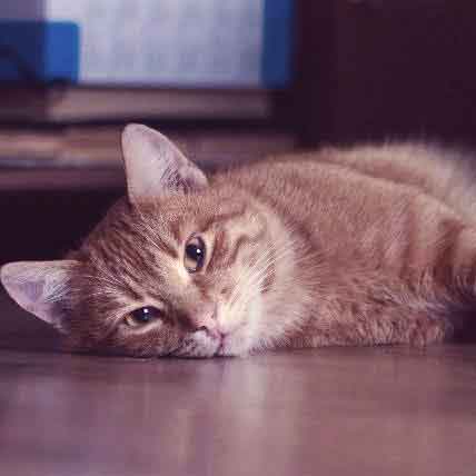 Image for Managing Treatment for Diabetic Cats