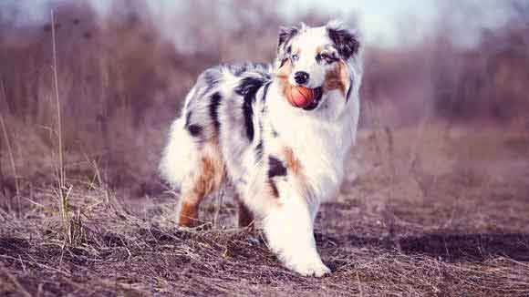 trimmed australian shepherd