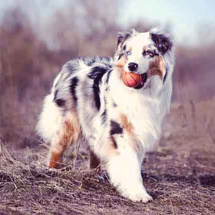 best dog clippers for aussies