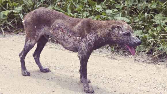 Types of Mange in Dogs: Treatment and Essential Oil for ...