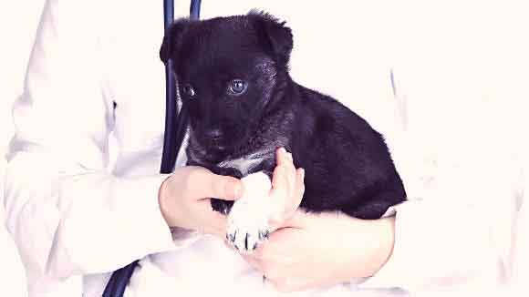 puppy held by veterinarian