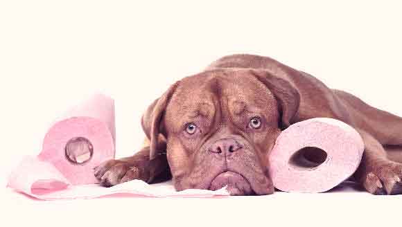 What dosage of Pepto-Bismol do you give to a 45-pound dog for diarrhea?