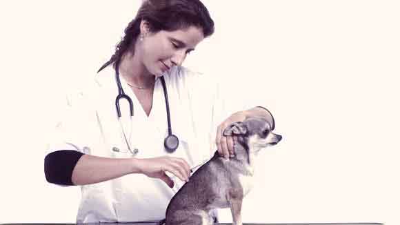 All About Vaccinating Your Dog