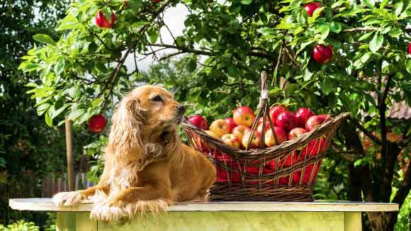 Is It OK to Feed Your Pet a Vegetarian Diet?