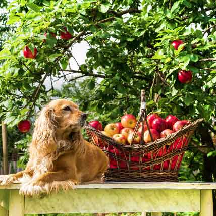 Is It OK to Feed Your Pet a Vegetarian Diet?