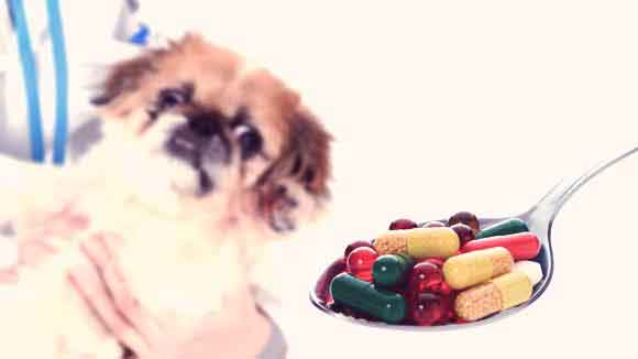 dog and cat vitamins