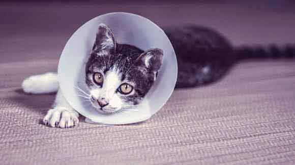 signs of illness in a cat