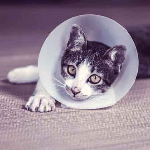 Signs of store illness in kittens