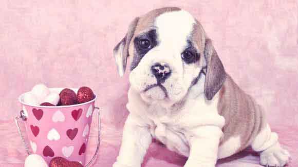 8 Ways to Love Your Pet this Valentine's Day