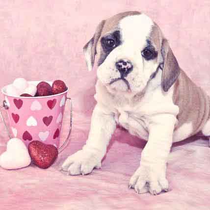 Image for 8 Ways to Love Your Pet this Valentine's Day
