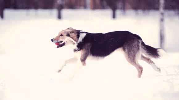7 Ways to Exercise Your Dog in Cold Weather