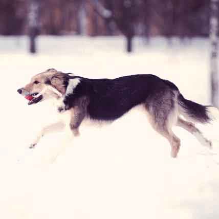 7 Ways to Exercise Your Dog in Cold Weather