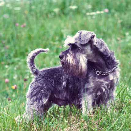 are miniature schnauzers barky dogs