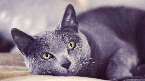 A Grey Cat Laying On The Floor