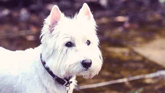 westies are the best dogs