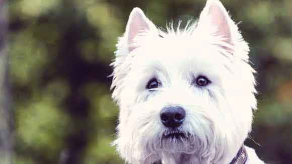 West Highland White Terrier Information: Health