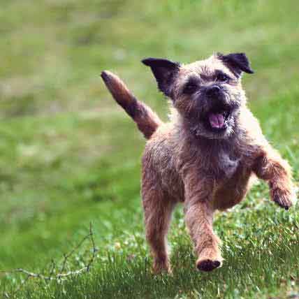 which breed of dog has never won the title of best in show at the annual westminster dogshow