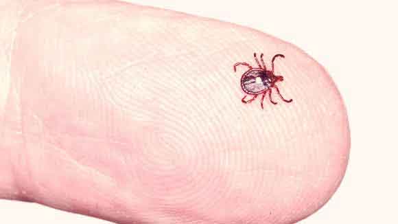 What Are Ticks?