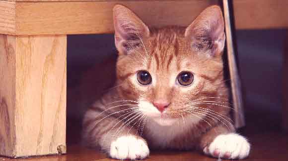 A Cat Peering Out From Under A Piece of Furniture